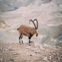 A regal goat atop the mountain.