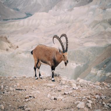 This is a mountain goat which has climbed a mountain. You should respect the climbing skill of this mammal.
