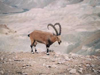 This is a mountain goat which has climbed a mountain. You should respect the climbing skill of this mammal.